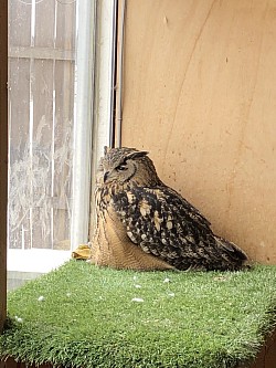 ベンガルワシミミズクのベルちゃん