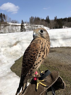 チョウゲンボウのチョコちゃん