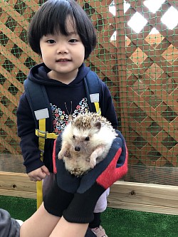 孫とハリネズミ