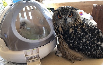 メンフクロウとベンガルワシミミズク