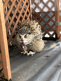 食事中のエル