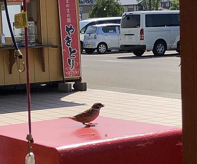 ポストの上で餌をついばんでいる