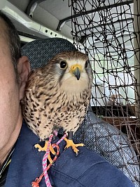 肩に乗るチョコ
