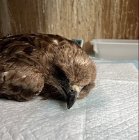 鳥小屋でのトビ